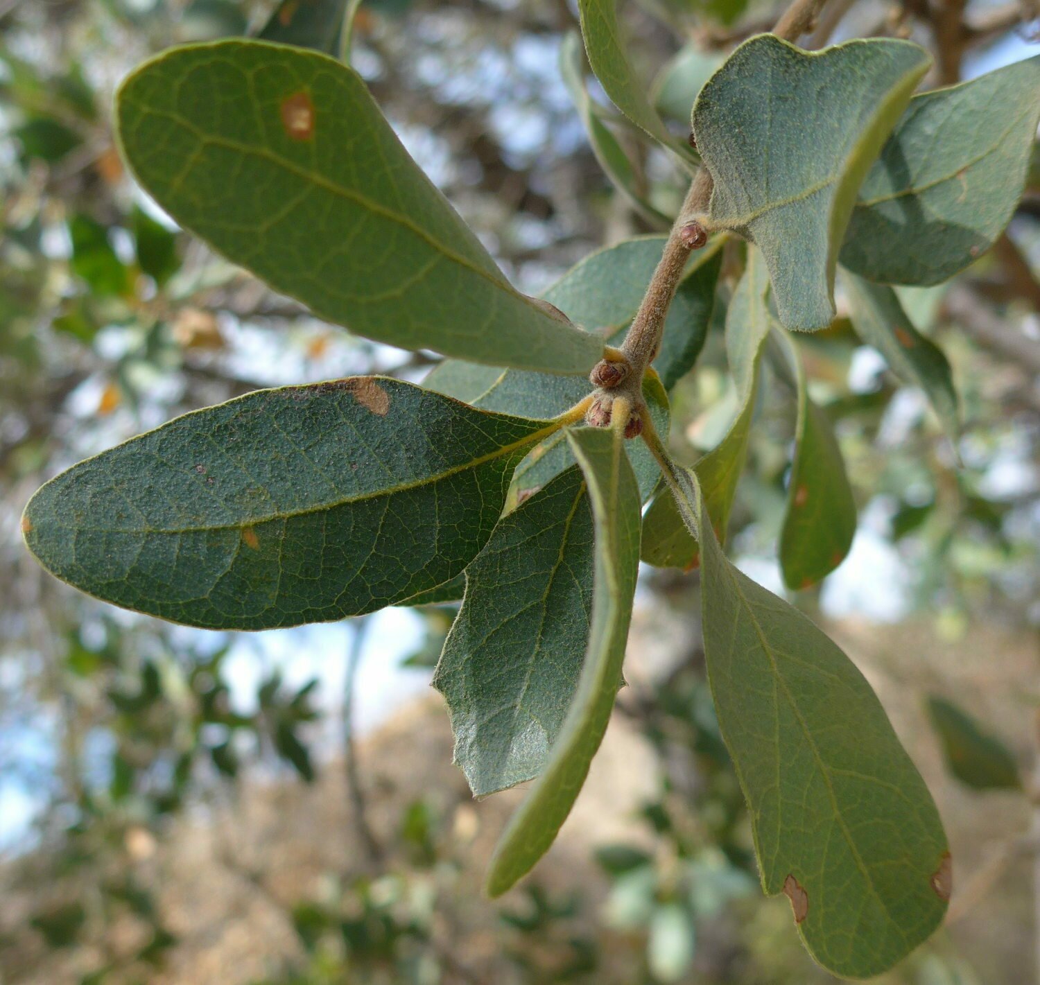 High Resolution Quercus douglasii Leaf